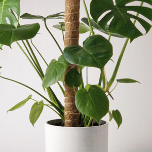 ต้นมะพร้าวเสาโทเท็มขนาดเล็กหรือยาวเสามอสเสาสำหรับสวนเสาสำหรับปีนเขา - Product Image 5