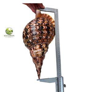 Concha de Trompeta Triton Grande a Precio de Fábrica, Concha Marina Natural Charonia Tritonis de 40-42 cm para Decoración de Hoteles y Hogares - Product Image 4