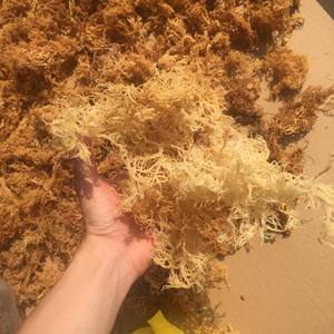 Musgo Marino Seco de Primera Calidad para Exportación a Granel - Musgo Marino Silvestre Seco al Sol Natural de Vietnam - Product Image 6