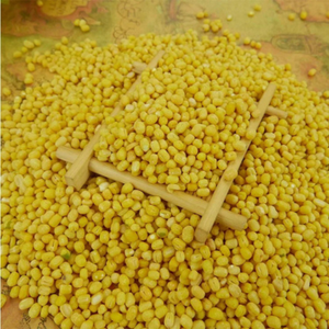 Lentilles Moong jaunes séchées de qualité supérieure, Gramme verte fendue, Type de culture courant, Marque internationale FitTree, Gujarat Inde, Sac de 25 kg - Product Image 3