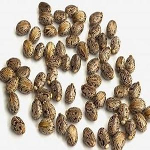 Semillas de Ricino Naturales de Gran Tamaño, Producto Agrícola a los Mejores Precios - Product Image 5