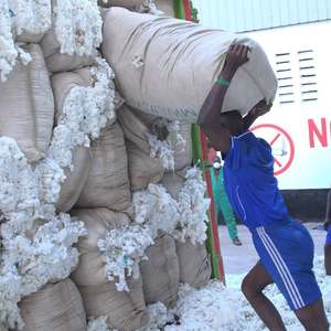 Tanzania bông thô nhà cung cấp và bán buôn cho bông, bông thô - Product Image 2