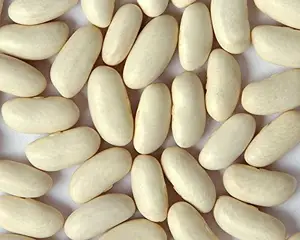 厂家批发产地天然白芸豆埃及新作物白芸豆