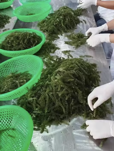 ผู้ขายที่ดีที่สุด: องุ่นทะเลจากธรรมชาติ100% เหมาะสำหรับสุขภาพและอาหาร - Product Image 4