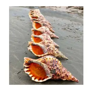 Long Big Cleaned White Yellow Sea shells Supplier quantity large scallop shells Scallop Sea Shells