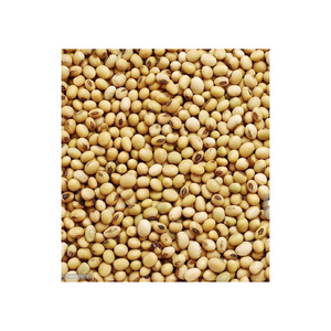 Soja sin OGM disponible a precio barato/soja de alta calidad/soja amarilla sin OGM de calidad superior con alto contenido de proteínas - Product Image 6