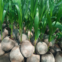 Noix de coco tropicales de qualité supérieure Ms Holiday Coconut Tree 2 Viet Delta Co. Ltd Ben Tre, durée de conservation de 12 mois, prix compétitif
