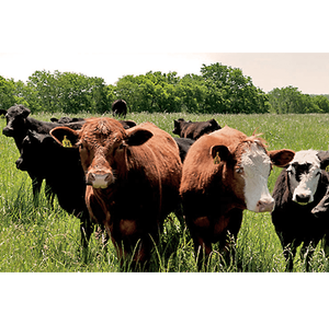 Vaches vivantes avec identification par microchip, traçabilité complète, enregistrements de lignée sanguine disponibles pour le stock d'élevage premium, commande en gros - Product Image 6