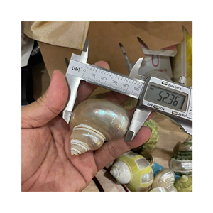 Vietnam Turbo Shell Anneau de serviette, coquillage naturel poli sur noyau en laiton, accessoire de table, Premium Haute qualité Meilleur prix - Product Image 5