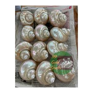 E-Co Friendly Nature coquillage créatif artisanat coquillage ronds de serviette coquillage Superbe coquillage fait main 99 données en or VIETNAM - Product Image 2