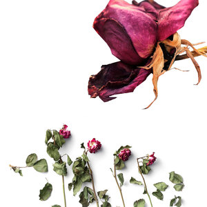 กุหลาบแดงแห้ง | กลิ่นหอมหวาน | อนุมัติการทำอาหาร - Product Image 3