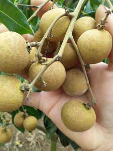 แช่แข็ง Longan ทั้งปอกเปลือกผลไม้ IQF/พรีเมี่ยมที่มีคุณภาพสดลำไยจากเวียดนามผลไม้เขตร้อน Ms มุม - Product Image 4