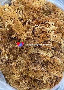 เครื่องเย็บแบบไอริชแห้งจากเวียดนาม/มอสไอริชผลิตภัณฑ์เสริมอาหารวีแกนผลิตภัณฑ์เสริมอาหาร shyn Tran - Product Image 6