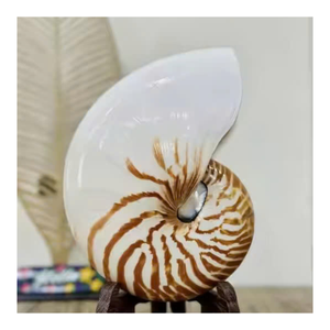 Artisan Nautilus Shell Decor du Vietnam pour les maisons côtières et les écrans de collectionneurs de style marin - Product Image 3