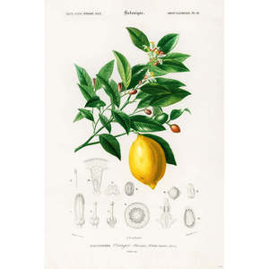 Charles Dessalines D'Orbigny's Citrus Limonium <b>Poster</b> Wall Decor Material - Product Image 1
