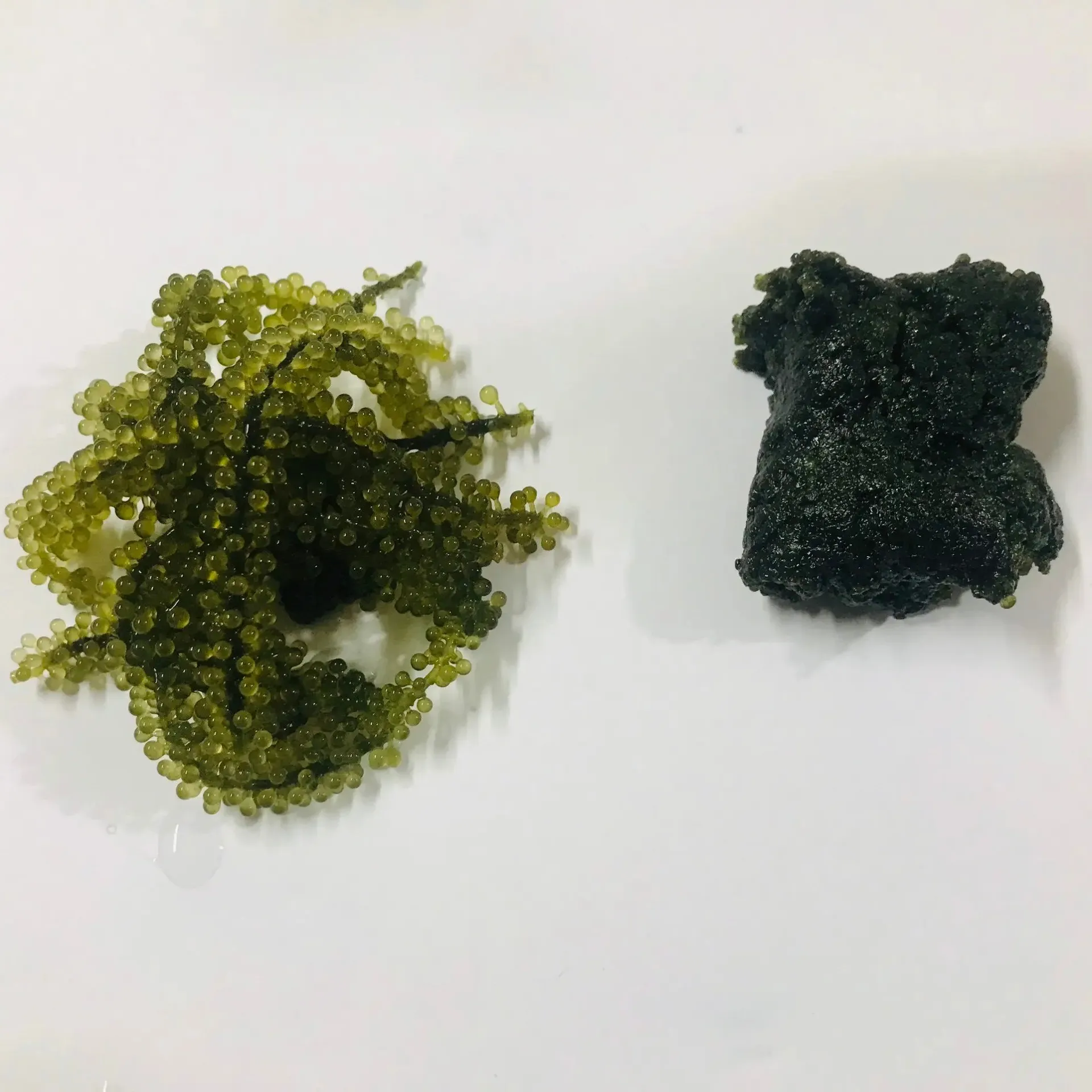 Морской виноград водоросли из вьетнамской зеленой икры Окинава
