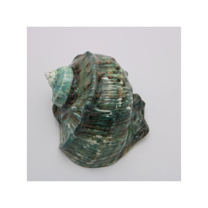 Coquille de Turban Verte Polie, Coquille Marine Naturelle, Décoration pour la Maison sur le Thème de l'Océan ou Affichage Côtière - Product Image 5