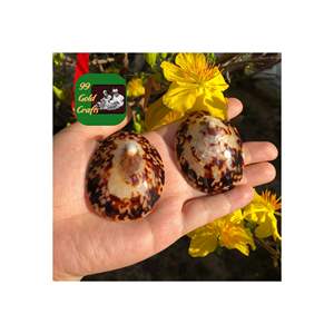 COQUILLES DE LIMPET POLI DU VIETNAM COQUILLES DE MER OVALES NATURELS POUR LA DÉCORATION ET LA VENTE EN GROS DE BIJOUX D'ART EN RÉSINE - Product Image 6