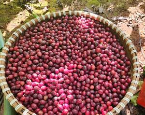 Grains de café Robusta torréfiés de qualité supérieure de marque KHANG du fournisseur vietnamien échantillon de café personnalisé accepté 1kg - Product Image 6