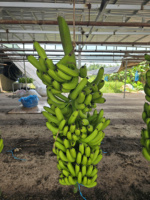 Topkwaliteit Cavendish Bananen – Oorsprong Vietnam, zoet en romig, perfect voor retailketens