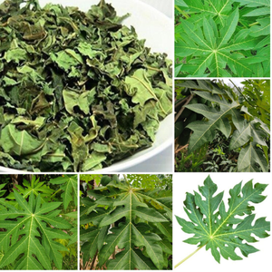 Élixir détoxifiant aux feuilles de papaye vietnamienne - Product Image 5