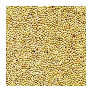 Graines de sorgho jaune OEM vente en gros fabricant haut nouveau meilleur matériel avec des taux bas - Product Image 3