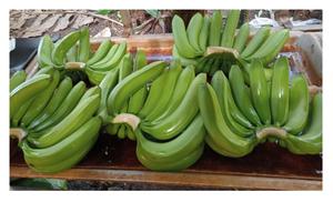 Venta al por mayor Tipo de cultivo Sabor dulce Grado Aa Plátano fresco Plátano natural Precios de Vietnam - Product Image 4