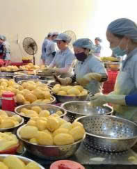 Tiras de mango secas naturales de Vietnam, calidad de exportación, textura suave, producto de aperitivos de frutas tropicales, Mango Seco de Vietnam - Product Image 4