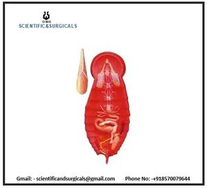 Modelo completo de cucaracha para estudiantes de ciencias médicas Piezas internas Disección en la base de montaje Herramienta educativa mejorada - Product Image 3