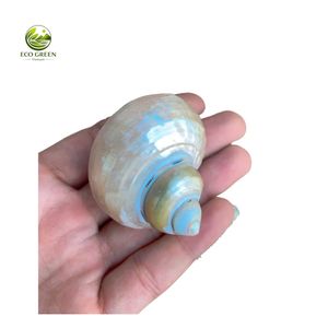 Conchas de Nácar Pulidas Hechas a Mano al por Mayor, Adorno Natural Verde para Acuarios, Suministro para Manualidades DIY y Decoración del Hogar, Grabado - Product Image 3