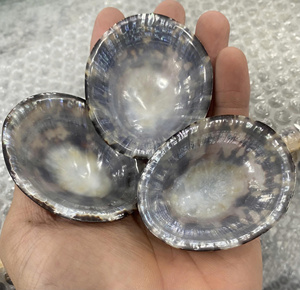 เปลือกลิมเพ็ตแท้จากเวียดนามเหมาะสำหรับการออกแบบสไตล์ชายหาดและงานฝีมือในธีมมหาสมุทร