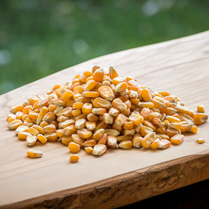 ข้าวโพดเหลืองปลอดจีเอ็มโอขายส่ง ข้าวโพดออร์แกนิกแบบเม็ดแห้ง คุณภาพพรีเมียมสำหรับอาหารสัตว์ อาหารไก่ คุณภาพส่งออก - Product Image 2