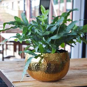 Maceta de Metal Hecha a Mano para Espacios Interiores, Decoración de Hogar de Lujo, Hotel, Restaurante - Product Image 2