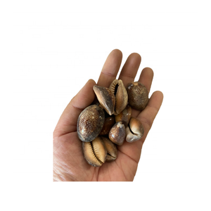 Material artesanal de concha Cowrie suministrado por el fabricante de Vietnam 99 DATOS DE ORO para proyectos de arte con concha Cowrie - Product Image 2