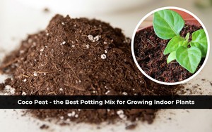 CoCo xơ dừa gạch cho tự nhiên tăng trưởng thực vật dừa gạch phát triển nhà máy đất trung bình nén Dừa Than bùn phát triển Coco xơ dừa khối - Product Image 2