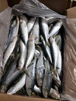 Poisson de sardine congelé rond entier de style congelé de mer pour le thon Appât pour les conserves en vente sardinella aurita