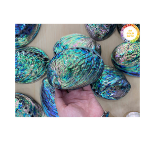 Concha de abulón Vietnam Material oceánico natural de alto grado para joyería decorativa con incrustaciones y mercado de exportación mayorista mundial - Product Image 1