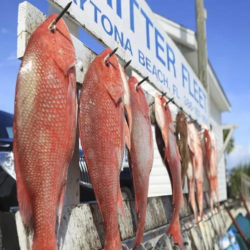 500-800G ikan Tilapia merah beku ikan Tilapia hitam