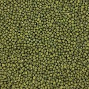 Green Mung <b>Beans</b> Available for Export at Farm Price - Product Image 5