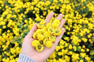 MARGARITAS SECAS DE CALIDAD PREMIUM FLORES DE MANZANILLA IDEAL PARA INFUSIONES DE TÉ BEBIDA DE HIERBAS Y USO CULINARIO - Product Image 6