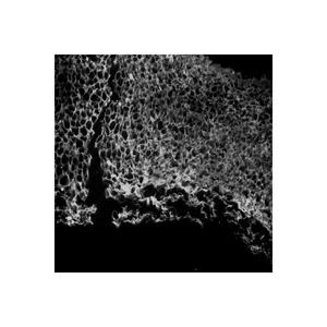 Thermo CellInsight CX7 LZR Pro High Content Confocal <b>Microscope</b> Advanced High Content Analysis Platform - Product Image 6