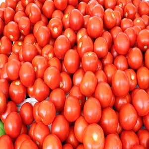Tomates rojos y verdes frescos - Product Image 1