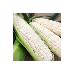 High-quality white maize for sale in bulk secure your order today - Product Image 6