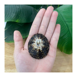 Vente en gros de coquillages naturels décoratifs pour bijoux, artisanat, décoration de la maison et soins postnatals pour femmes - Product Image 1