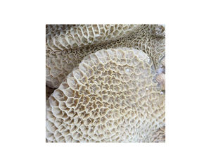 Omasum de bœuf salé congelé, tripes de bœuf et bœuf frais salé ou non salé à vendre – Tripes congelées les plus vendues avec structure en nid d'abeille - Product Image 6