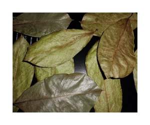 Approvisionnement en vrac de feuilles de corossol séchées-Couleur uniforme et arôme naturel fort Feuilles de corossol séchées pour l'exportation de tisane - Product Image 3