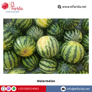 Exportador de origen egipcio de excelente calidad 100% Sandía sin semillas de sabor delicioso natural a un precio razonable - Product Image 3