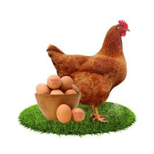 Venta al por mayor calidad huevos de gallina marrón al por mayor de alto fabricante nuevo mejor material con tarifa barata - Product Image 5