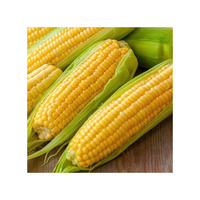 Maïs jaune non-OGM (maïs) séché pour l'alimentation humaine et animale, pur naturel, riche en protéines, provenant du Brésil