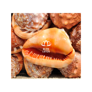 Superbe coquille de rufa Cypraecassis pour créer un décor de plage élégant, des accents d'aquarium et des projets sur le thème de la mer - Product Image 1